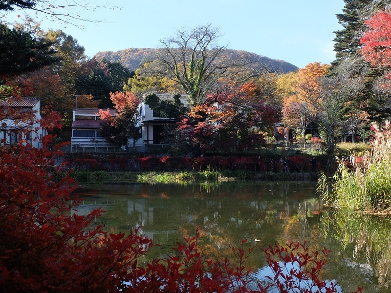 錦秋の雲場池と離山: 浅間山麓のブラタヌキ