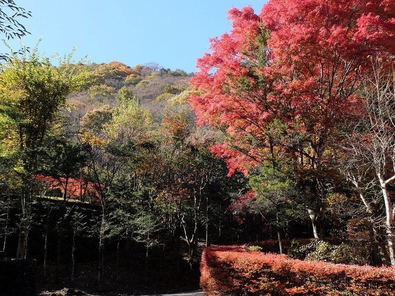 錦秋の雲場池と離山: 浅間山麓のブラタヌキ